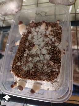 This mushroom cake is much happier upside down