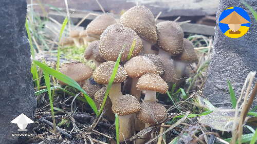 Honey Fungus edible mushrooms