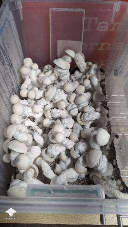 Roger Rabbit shrooms