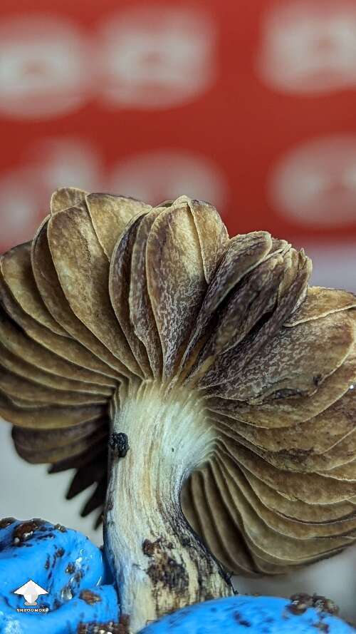 Beautiful Choco Rojo magic mushrooms #4