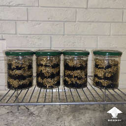 Sterile substrate after inoculation for galindoi magic truffles