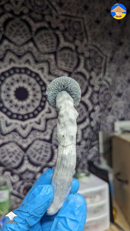 Perfect Albino Riptide mushroom