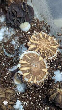 Beautiful Choco Rojo magic mushrooms #9