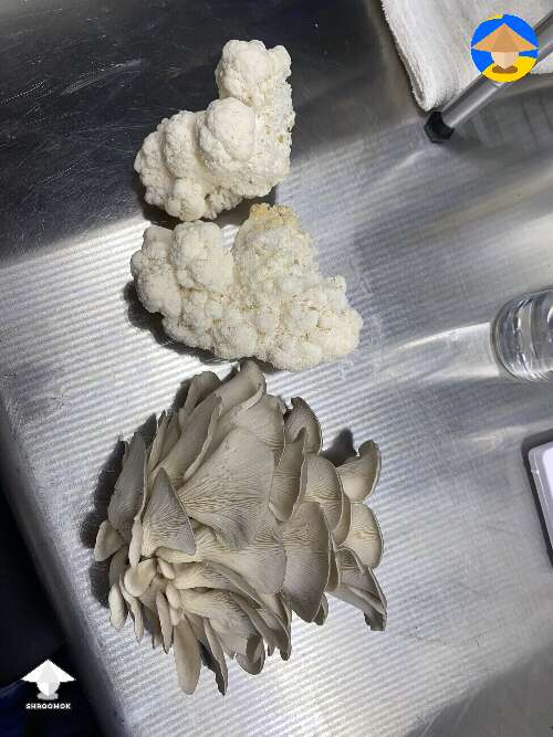  I harvested some edibles Lions Mane and Oyster mushrooms
