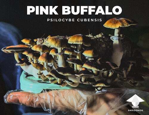 Psilocybe cubensis Pink Buffalo aka Hairy Buffalo