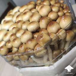 Bottle tek mushrooms ready for harvesting