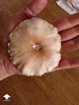 Hillbilly pumpkin mushroom