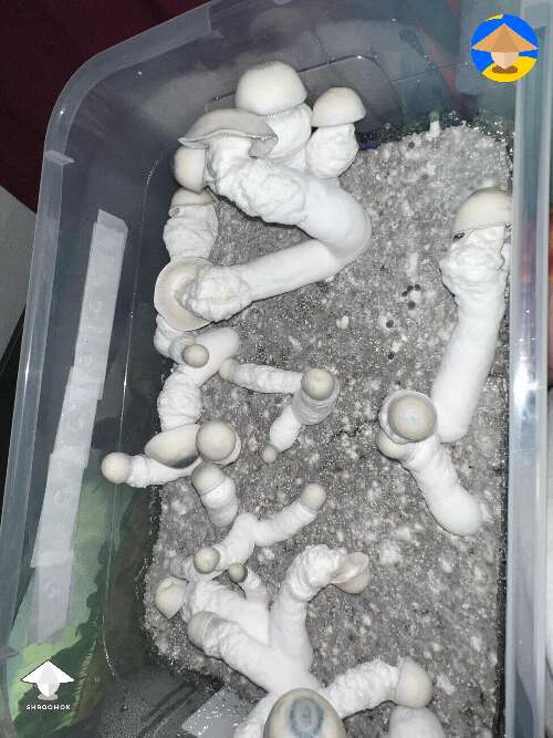 Pearly gates magic mushrooms fruiting