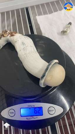 Harvested some APE mushrooms - close to 100g club