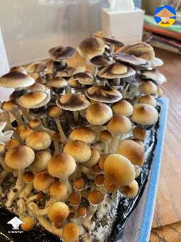 Z strain fruiting