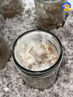 The easiest method I’ve used for oyster mushrooms. Inoculate and wait is all I’ve done - details in description