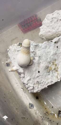 The never ending cake keeps cranking out these APE-R mushrooms. Almost 200g dry harvested out of this one bin #4