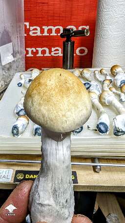 Harvested Tidal Wave flush #6