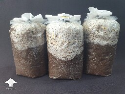 Mycelium run update - 14 days after Spawn to Bulk - Day-to-day Reishi growing diary