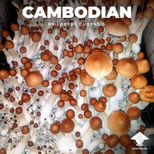 Psilocybe cubensis cambodia in monotub