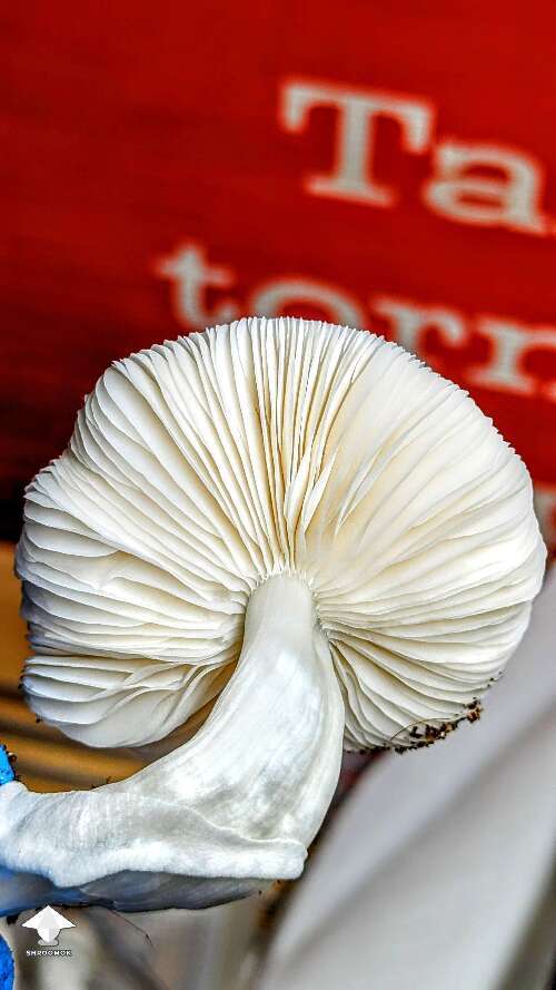 Beautiful AA+ mushroom