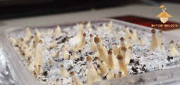 Thai strain mushrooms with cold shock
