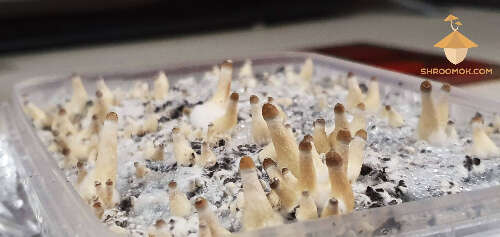 Psilocybe Cubensis (Thai strain). Growth after cold shock