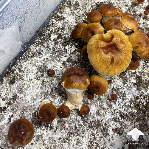 Bacterial brown spot on mushrooms