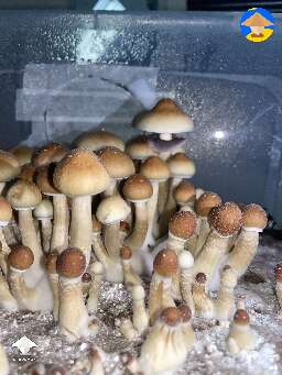 Does it affect anything if the veil drops? That’s was this morning