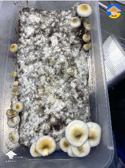 Why are my mushrooms fruiting on the sides and underneath?  Can you eat this?  Does it have any potency?