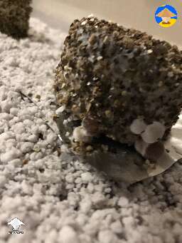 Mutated and normal shrooms on pf tek cakes #4