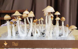 Psilocybe cubensis thai strain first flush
