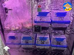 Growing mushrooms in DubTubs