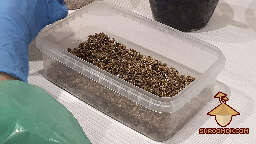 Mushroom cake and casing layer