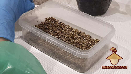Mushroom cake and mushroom shoebox. Casing layer and casing process in psilocybe mushroom cultivation