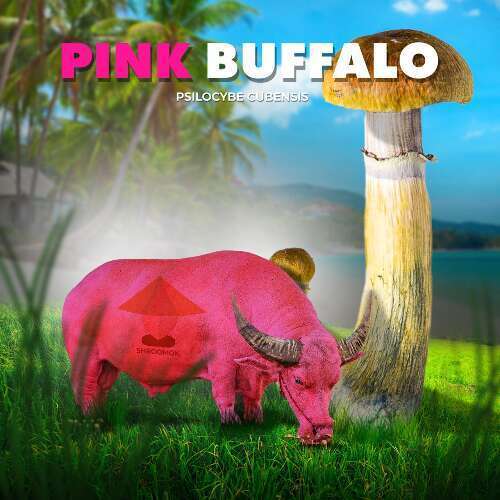 Psilocybe cubensis pink buffalo mushrooms