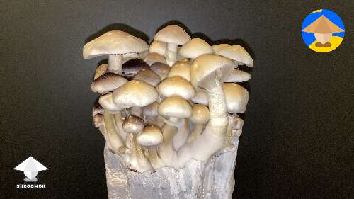 White Colombian Gold magic mushrooms