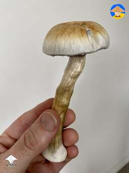 Albino A+ shroom