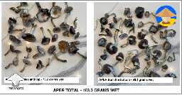 Harvested the APER and I kept it in two separate piles - side and bottom shrooms