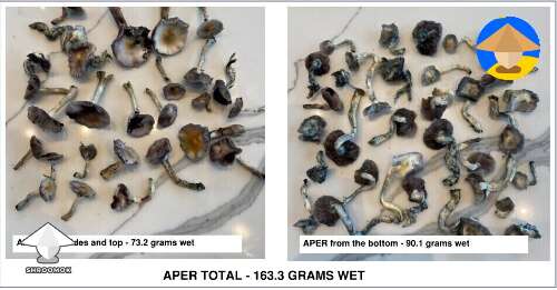 Harvested the APER and I kept it in two separate piles - side and bottom shrooms