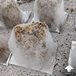Cobweb mold contamination