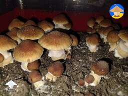 KSSS aka Koh Samui super strain magic mushrooms #3