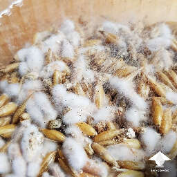 Black pin mold on mushroom mycelium
