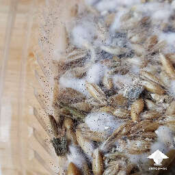 Pin mold contamination