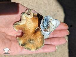 Weird cool funny looking shroom JMF Jedi Mind Fck #2