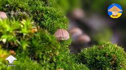 Tiny mushrooms found in the moss