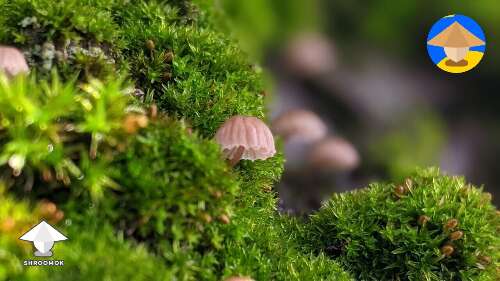Tiny mushrooms found in the moss