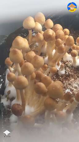 Is that a good time to pick some of them with a torn/open veil? 