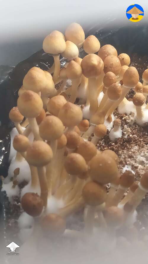 Is that a good time to pick some of them with a torn/open veil? 