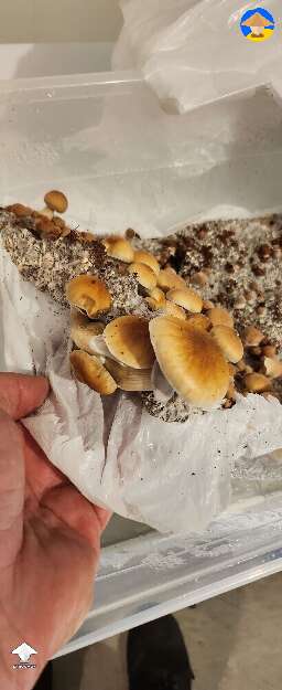 P. Cubensis Golden Teachers #2