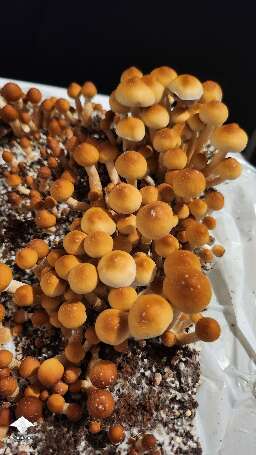 APE-R magic mushrooms by Prof. Frags