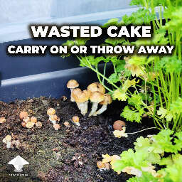 Wasted mushroom cake carry on or throw away