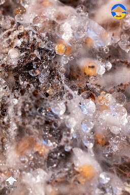 Macro mycelium