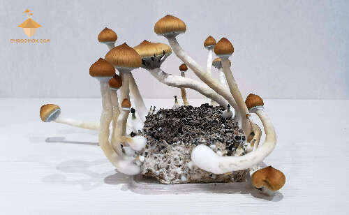 Magic psilocybin mushrooms third flush golden teacher