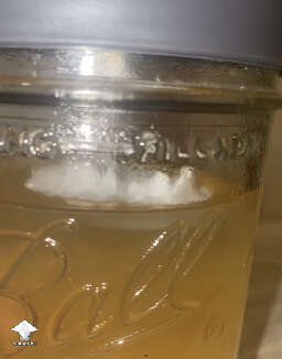 Liquid culture media inoculated with mycelium on agar - now it floats and doesn't spread throughout the liquid